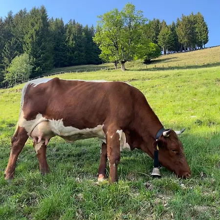 Agroturismo Bio-bergbauernhof Hubgut Zell am See
