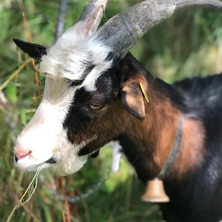 Agroturismo Bio-bergbauernhof Hubgut