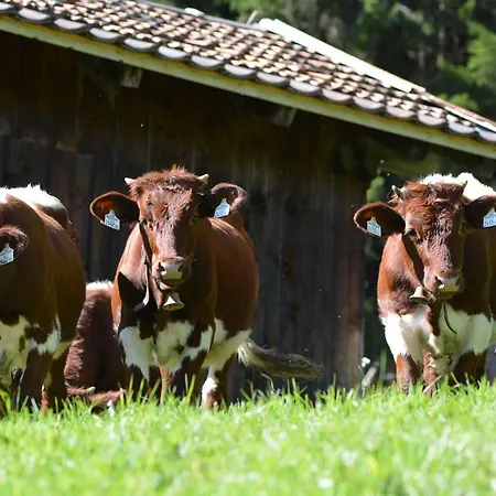 Bio-bergbauernhof Hubgut Farma